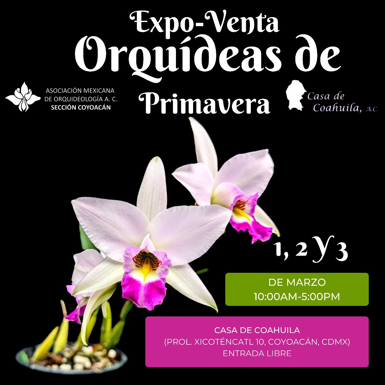 Expo-Venta. Orquídeas de Primavera 2024