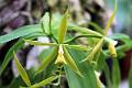 Epidendrum hagsateri * Diederick Antoni * 1000 x 667 * (103KB)