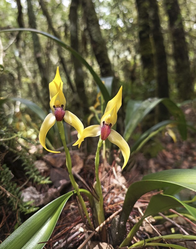 Maxillaria cucullata Lindl.