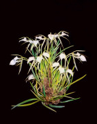 Brassavola nodosa