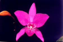 Laelia speciosa