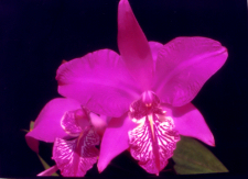 Laelia speciosa
