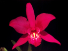 Laelia speciosa
