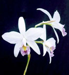 Laelia anceps veitchiana