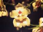 Oncidium Stiamina