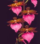 Rhynchostele bictoniensis 