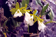 Encyclia mariae