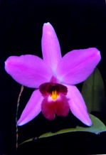 Laelia anceps