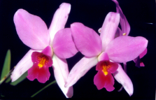 Laelia anceps
