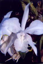 Laelia speciosa alba