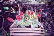 Stenorhyncos Speciosum