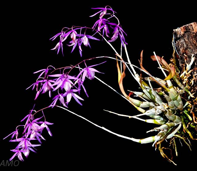 Pulsar para ver la imagen original