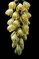 Acineta barkerii * 
Diederick Antoni * 651 x 977 * (259KB)