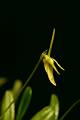 Barbosella prorepens * 
Rodrigo Remolina 
 * 653 x 983 * (63KB)