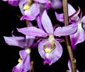 Barkeria melanocaulon * Eduardo Alberto Prez Garca * 999 x 849 * (125KB)