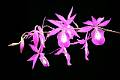 Barkeria scandens * Diederick Antoni * 990 x 660 * (87KB)