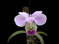 Barkeria uniflora * Omar Gonzlez Zorzano * 977 x 733 * (48KB)