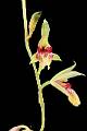 Bletia roezlii * Diederick Antoni * 650 x 975 * (67KB)