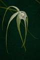 Brassavola cucullata * Brassavola cucullata

Nombre común: No conocido.

Características distintivas: Planta epífita mediana, de unos 40 cm de alto, con pseudobulbos muy largos, cilíndricos y hojas muy
carnosas, angostas y terminadas en punta, color verde rojizo. Produce de una a tres flores al centro del nuevo brote, en tallos individuales tan largos
como las hojas. Flores blanco marfil, de segmentos muy largos y echados hacia atrás. Muy aromática. 

Hábitat: Selvas tropicales.

Distribución: Sinaloa, Nayarit, Jalisco, Colima, San Luis Potosí, Veracruz, Chiapas, Campeche, Yucatán y Quintana Roo; Centroamérica, Las Antillas y norte de Sudamérica. 

Cultivo: En un tronco no resinoso, (jacaranda, frutales, encino, palo dulce).
Riego dos veces por semana, luz brillante (nunca sol directo), temperaturacálida, humedad ambiental moderada y fertilizante foliar muy diluído
(1 cucharadita por 4 litros de agua) cada 15 días. Dejar descansara la planta disminuyendo los riegos entre diciembre y mayo. 

Época de floración: Primavera.
Rodrigo Remolina
 * 653 x 983 * (108KB)
