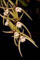 Brassia signata * Eduardo A. Prez Garca * 706 x 1062 * (58KB)