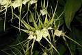 Brassia verrucosa * Brassia verrucosa

Nombre común: Grillos, arañas. 

Características distintivas: Planta epífita mediana, de unos
40 cm de alto, con pseudobulbos redondos, ligeramente comprimidos, con dos
o tres hojas flexibles y arqueadas, verde obscuro, e inflorescencias que
surgen del costado del seudobulbo maduro más reciente, de hasta 60
cm de alto, con una docena de flores verdes, con sépalos y pétalos
muy alargados, muy aromáticas. 

Hábitat: Bosques mesófilos y algunas selvas tropicales.

Distribución: Hidalgo, Puebla, Veracruz, Oaxaca y Chiapas, México;
Guatemala y Honduras. 

Cultivo: En macetas con fibra de Polypodium, corteza de pino o coco, que
permita un adecuado drenaje. Riego dos a tres veces por semana, luz moderada
(nunca sol directo), temperatura moderada a cálida, humedad ambiental
moderada a alta y fertilizante foliar muy diluído (1 cucharadita por
4 litros de agua) cada 15 días. 

Época de floración: Primavera.
Rodrigo Remolina
 * 983 x 653 * (159KB)