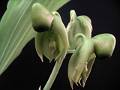 Catasetum integerrimum * Diederick Antoni * 800 x 600 * (57KB)