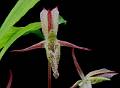 Catasetum laminatum * Diederick Antoni * 800 x 585 * (103KB)