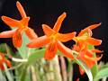 Guarianthe aurantiaca * Diederick Antoni * 800 x 600 * (78KB)