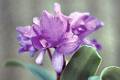 Guarianthe skinneri * Cattleya skinnerii

Nombre comn: Flor de la Candelaria, Candelaria de vara corta

Caractersticas distintivas: Planta epifita mediana, de unos 50 cm de alto, con seudobulbos muy alargados, cilndricos, con 
un par de hojas carnosas y cortas en la punta, de donde surge una inflorescencia muy compacta de hasta una docena de flores en distintos tonos de rosa con una 
mancha blanca en la garganta del labelo. 

Hbitat: Selvas tropicales y encinares clidos. 

Distribucin: Oaxaca y Chiapas, Mxico; Centroamrica. Es la Flor Nacional de Costa Rica.

Restricciones: Se le considera especie 
amenazada en la Norma Oficial Mexicana NOM-059-ECOL-2001, Proteccin ambiental. Se colecta excesivamente para venta como flor cortada en el estado de 
Chiapas. 

Cultivo: En macetas con tezontle pequeo (1 cm de dimetro) o corteza de pino o coco, que permita un adecuado drenaje. Riego dos a tres veces por semana, luz moderada (nunca sol directo), temperatura moderada a clida, humedad ambiental moderada y fertilizante foliar muy diluido (1 cucharadita por 4 litros de agua) cada 15 das. Disminuir el riego entre noviembre y mayo para que la planta descanse.

poca de floracin: Invierno, especialmente febrero. 

Rodrigo Remolina
 * 525 x 351 * (37KB)