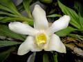 Chysis bractescens  * Adriana Becerril Montes * 985 x 739 * (871KB)