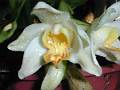 Chysis bractescens * Guillermo Quiroga Brahms * 600 x 450 * (35KB)