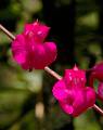 Comparettia falcata * Eduardo Prez Garca * 662 x 836 * (80KB)
