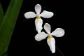 Cuitlauzina candida * 
Diederick Antoni * 1000 x 667 * (121KB)
