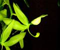 Cycnoches ventricosum det * 
  Rodrigo Remolina
 * 980 x 817 * (157KB)