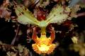 Cyrtopodium macrobulbon. * Cyrtopodium macrobulbon
Cyrtopodium macrobulbon es una planta de amplia distribucin en Amrica tropical, que crece sobre rocas y alcanza enormes dimensiones, con seudobulbos de cerca de un metro de largo e inflorescencias de ms de 100 flores. A pesar de su espectacularidad es muy poco cultivada por el gran espacio que requiere. 

Dr. Gerardo Salazar Chavez * 1474 x 980 * (252KB)