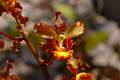 Cyrtopodium macrobulbon * Eduardo A. Prez Garca * 850 x 565 * (79KB)
