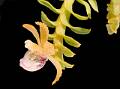 Dichaea suaveolens * Eduardo Prez Garca * 814 x 607 * (241KB)