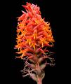 Dichromanthus cinnabarinus * Benjamn Valencia Nieto * 828 x 982 * (111KB)