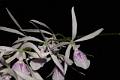 Encyclia adenocaula semialba * Encyclia adenocaula f. semialba

Nombre común: Trompitos.

Características distintivas: Planta epífita mediana, de unos
50 cm de alto, con pseudobulbos terminados en punta (de ahí su nombre
popular), hojas rígidas y delgadas, e inflorescencias de hasta 1 metro
de largo que surgen del centro del pseudobulbo maduro más reciente.
Produce hasta 25 flores estrelladas, de color rosa pálido con líneas
más obscuras en el labelo. En este caso se trata de una forma semialbina,
es decir blanca con algo del color de la forma convencional. 

Hábitat: Encinares secos.

Distribución: Nayarit, Jalisco, Michoacán, Estado de México,
Guerrero y Oaxaca. 

Restricciones: Planta sobrecolectada, lo que provoca su desaparición
en sitios donde era abundante. Las formas semialbas y albas son sumamente
raras en la naturaleza. 

Cultivo: En un tronco no resinoso, (jacaranda, frutales, encino, palo dulce).
Riego dos veces por semana, luz brillante (nunca sol directo), temperatura
templada a ligeramente cálida, humedad ambiental moderada y fertilizante
foliar muy diluído (1 cucharadita por 4 litros de agua) cada 15
días. Dejar descansar a la planta disminuyendo los riegos entre diciembre
y mayo. En ocasiones es difícil de cultivar.

Época de floración: Primavera.

Rodrigo Remolina
 * 983 x 653 * (85KB)