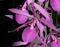 Encyclia adenocaula * Encyclia adenocaula 
  
Nombre comn: Trompitos. 
  
Caractersticas distintivas: Planta epfita mediana, de unos 50 cm de alto, con pseudobulbos terminados en punta (de ah su nombre popular), hojas rgidas y delgadas, e inflorescencias de hasta 1 metro de largo que surgen del centro del pseudobulbo maduro ms reciente. Produce hasta 25 flores estrelladas, de color rosa plido con lneas ms obscuras en el labelo.  
  
Hbitat: Encinares secos. 
  
Distribucin: Nayarit, Jalisco, Michoacn, Estado de Mxico, Guerrero y Oaxaca.  
  
Restricciones: Planta sobrecolectada, lo que provoca su desaparicin en sitios donde era abundante.  
  
Cultivo: En un tronco no resinoso, (jacaranda, frutales, encino, palo dulce). Riego dos veces por semana, luz brillante (nunca sol directo), temperatura templada a ligeramente clida, humedad ambiental moderada y fertilizante foliar muy diludo (1 cucharadita por 4 litros de agua) cada 15 das. Dejar descansar a la planta disminuyendo los riegos entre diciembre y mayo. En ocasiones es difcil de cultivar. 
  
poca de floracin: Primavera. 

  Rodrigo Remolina
 * 731 x 573 * (85KB)
