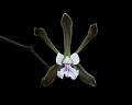 Encyclia aenicta * 
Diederick Antoni * 1000 x 800 * (125KB)