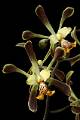 Encyclia alata * 
Diederick Antoni * 680 x 1020 * (284KB)
