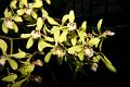 Encyclia incumbens * 
  Rodrigo Remolina * 999 x 663 * (200KB)