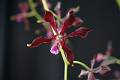 Encyclia atrorubens * Diederick Antonidiedericka@hotmail.com * 800 x 533 * (86KB)