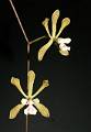Encyclia guatemalensis * Encyclia belizensis Nombre comn: No conocido.
Caractersticas distintivas: Planta mediana, de unos 50 cm de alto, con pseudobulbos cnicos carnosos, dos a tres hojas largas y angostas, semirgidas, verde brillante. Produce inflorescencias largas, escasamente ramificadas, de hasta 80 cm de largo, con unas 30 flores de 3 cm de dimetro, color marfil con venas caf en spalos y ptalos y crestas moradas en el labelo.
Hbitat: Diversas selvas tropicales. 
Distribucin: Tabasco, Campeche, Quintana Roo y Yucatn, Mxico; Belice y Honduras. 
Restricciones: Ninguna.
Cultivo: En un tronco no resinoso, (jacaranda, frutales, encino, palo dulce). Riego dos veces por semana, luz brillante (nunca sol directo), temperatura templada a clida, humedad ambiental moderada y fertilizante foliar muy diludo (1 cucharadita por 4 litros de agua) cada 15 das. Dejar descansar a la planta disminuyendo los riegos entre diciembre y mayo.
poca de floracin: Primavera.
Rodrigo Remolina 
 * 676 x 979 * (130KB)