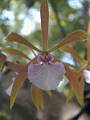 Encyclia bractescens 1 * Rodrigo Remolina 
 * 450 x 600 * (31KB)