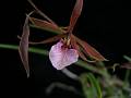 Encyclia bractescens * Diederick Antoni * 800 x 600 * (48KB)