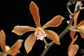 Encyclia candollei * Diederick Antoni * 1000 x 667 * (92KB)