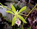 Encyclia ceratistes * 

Omar Eduardo Rocha
 * 570 x 450 * (51KB)