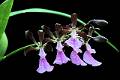 Encyclia cordigera * Diederick Antoni * 1000 x 667 * (91KB)